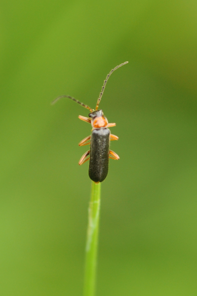 Cantharis flabilabris ?